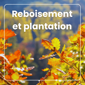 Reboisement et plantation, deux composantes clés de l'aménagement forestier Reboisement et plantation, deux composantes clés de l'aménagement forestier