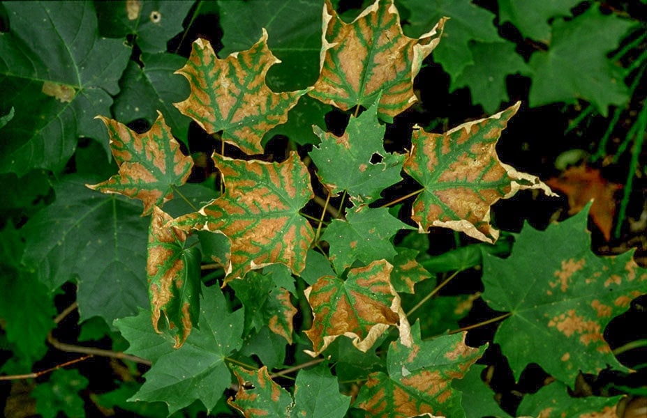 Sécheresse sur feuilles d'érable à sucre