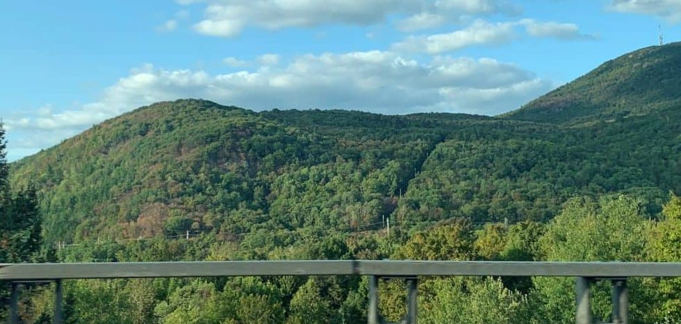 Taches brunes d’arbres séchés sur des flancs abrupts au parc du Mont-Orford