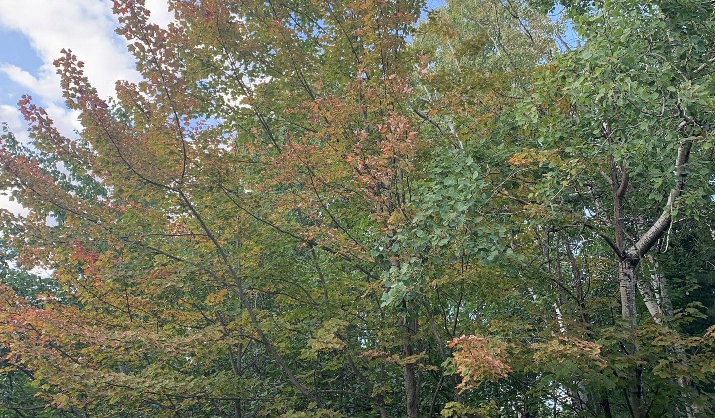 Feuillage d’érable rouge roussi par la sécheresse