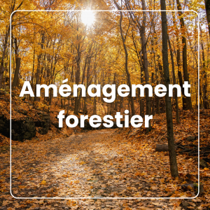 Mise en valeur et amélioration de la santé et de la valeur de votre forêt grâce à l'aménagement forestier
